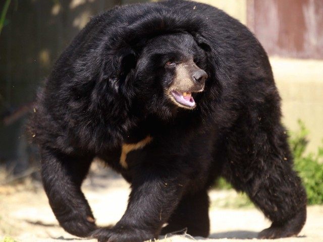 Black-Bear-Raymond-Roig-AFP-Getty-640x480